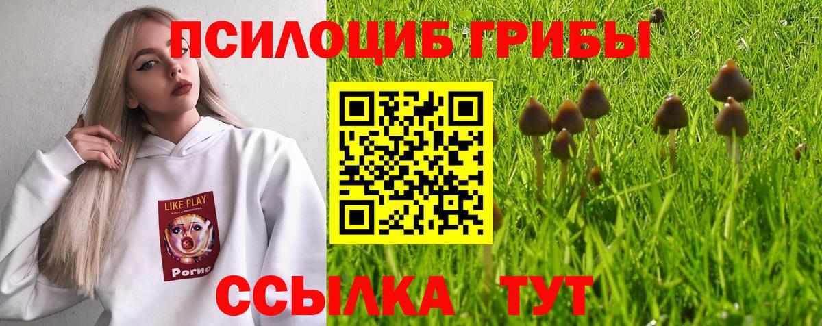Галлюциногенные грибы Psilocybe Петропавловск-Камчатский